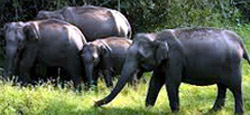 Bangalore Mysore Ooty Coorg Travel Package